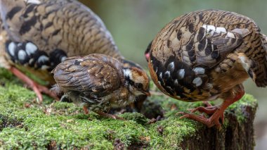 Borneo 'daki tepelik ve Montan ormanlarına özgü Bornean Kekliği olarak da bilinen kızıl göğüslü küçük kekliğin doğası.
