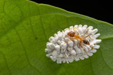 Ölçek böceğinin doğa makro görüntüsü