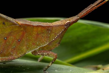 Yeşil yapraklar üzerinde Katydid 'in doğal vahşi yaşam makro görüntüsü