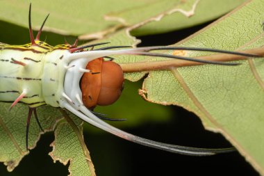 Sabah, Borneo 'nun güzel tırtılının makro görüntüsü
