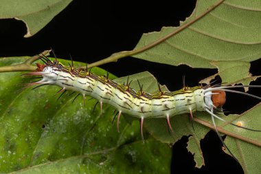 Sabah, Borneo 'nun güzel tırtılının makro görüntüsü