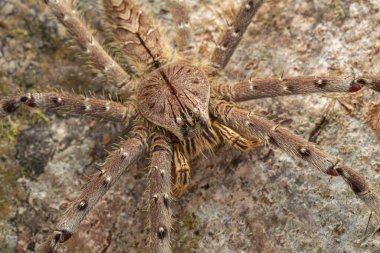 Hunstman Spider 'ın yeryüzündeki doğa görüntüsü Sabah, Borneo