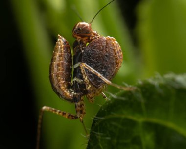 Sabah, Borneo 'da yeşil arka planı olan güzel boksör peygamber devesinin makro görüntüsü