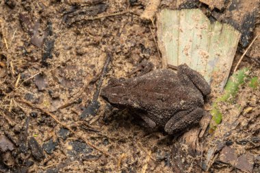 Derin yağmur ormanları üzerinde güzel uzun bezeli kurbağanın (Ingerophrynus quadriporcatus) makro görüntüsü