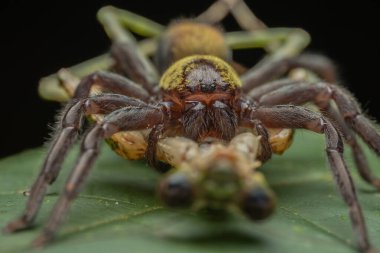 Büyük bir avı olan büyük siyah ve altın avcısı örümceğin doğal makro görüntüsü.