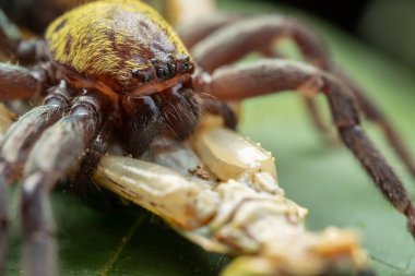 Büyük bir avı olan büyük siyah ve altın avcısı örümceğin doğal makro görüntüsü.