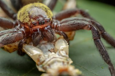 Büyük bir avı olan büyük siyah ve altın avcısı örümceğin doğal makro görüntüsü.