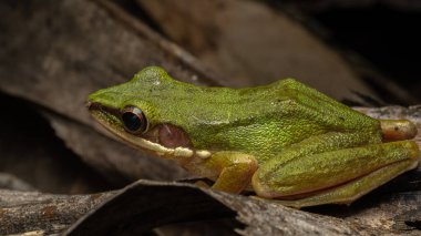 Sabah, Borneo 'daki derin yağmur ormanlarında Torrent Frog' un (Meristogenys phaeomerus) doğa görüntüsü