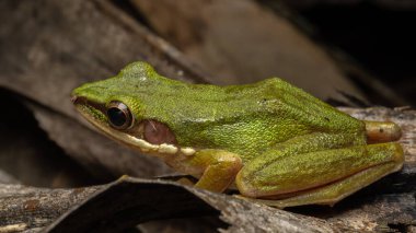 Sabah, Borneo 'daki derin yağmur ormanlarında Torrent Frog' un (Meristogenys phaeomerus) doğa görüntüsü