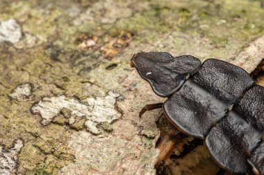 Trilobit Beetle Sabah, Borneo 'nun Makro görüntüsü