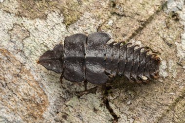 Trilobit Beetle Sabah, Borneo 'nun Makro görüntüsü