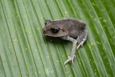 Doğa, sabah, Borneo 'nun güzel Alçak Toprak Kurbağası' nın vahşi yaşam makro görüntüsü.