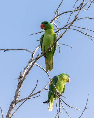 Mavi peçeli papağanın doğa kuşları aynı zamanda mavi taçlı yeşil papağanlar.