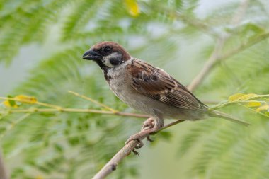 Dala tünemiş serçe.