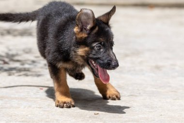 Alman Çoban Köpeği 'nin sevimli ve sevimli hali.