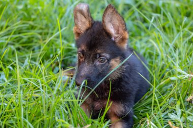 Alman Çoban Köpeği 'nin sevimli ve sevimli hali.