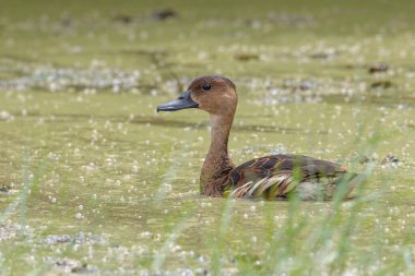 Nature wildlife of Wildlife whistling ducks chilling