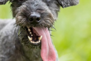 Şirin Köpek Oyuncak Kaniş 'in yeşil bahçedeki portre resmi.