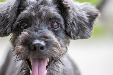 Şirin Köpek Oyuncak Kaniş 'in yeşil bahçedeki portre resmi.