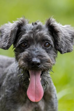 Şirin Köpek Oyuncak Kaniş 'in yeşil bahçedeki portre resmi.