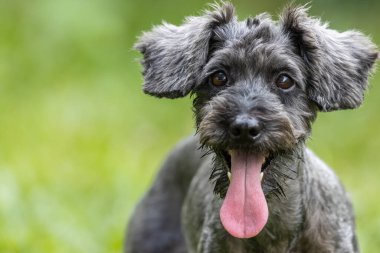 Şirin Köpek Oyuncak Kaniş 'in yeşil bahçedeki portre resmi.