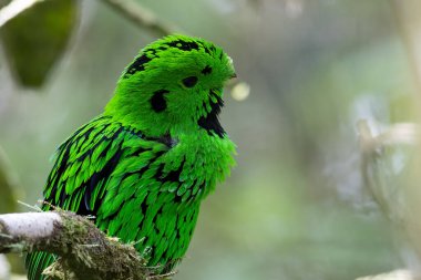 Doğanın vahşi yaşam görüntüsü Whitehead 'in Borneo' ya özgü Broadbill kuşu