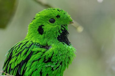 Doğanın vahşi yaşam görüntüsü Whitehead 'in Borneo' ya özgü Broadbill kuşu