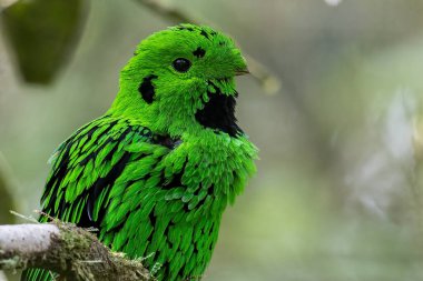 Doğanın vahşi yaşam görüntüsü Whitehead 'in Borneo' ya özgü Broadbill kuşu