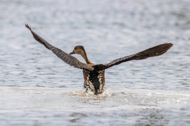 Nature wildlife of Wildlife whistling ducks chilling