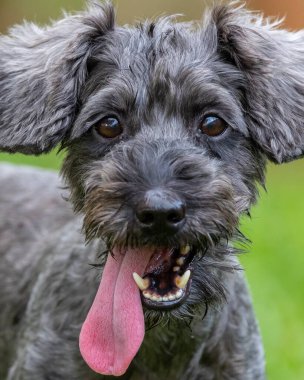 Şirin Köpek Oyuncak Kaniş 'in yeşil bahçedeki portre resmi.