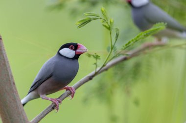 Güzel kuş Java serçesinin doğa görüntüsü (Lonchura oryzivora)