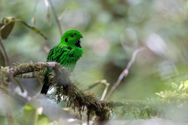 Doğanın vahşi yaşam görüntüsü Whitehead 'in Borneo' ya özgü Broadbill kuşu