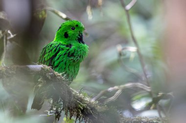 Doğanın vahşi yaşam görüntüsü Whitehead 'in Borneo' ya özgü Broadbill kuşu