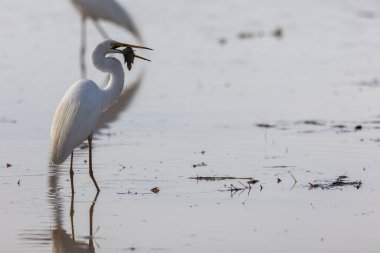Great egret with catching a fish at wetland Sabah, Malaysia
