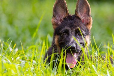 Sevimli ve sevimli Alman çoban köpeği yeşil çimen bahçesinde yatıyor.