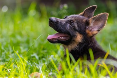 Sevimli ve sevimli Alman çoban köpeği yeşil çimen bahçesinde yatıyor.
