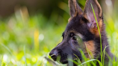 Sevimli ve sevimli Alman çoban köpeği yeşil çimen bahçesinde yatıyor.