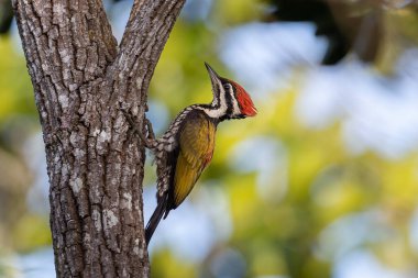 Nature wildlife of Common flameback woodpecker drilling bark tree finding food like insect in nature