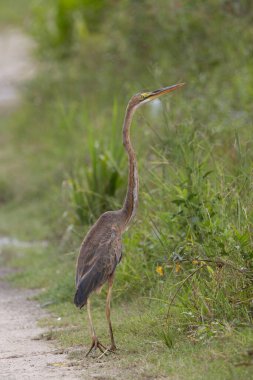 Nature wildlife image of Purple Heron standing on lake