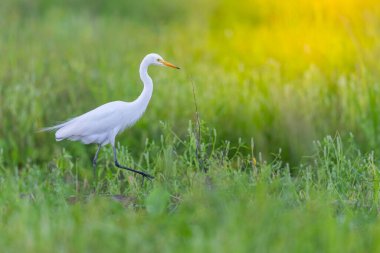 Büyük Akbalıkçıl kuşunun çeltik tarlasında yürüyüşünün doğa görüntüsü.