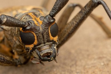Sabah, Borneo 'nun güzel Longhorn Beetle' ının aşırı makro görüntüsü