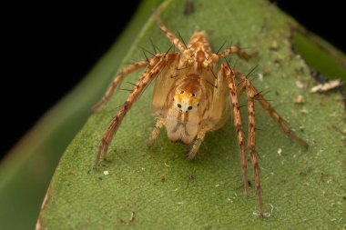 Sabah, Borneo 'dan Oxyopes Spider' ın aşırı detaylı makro görüntüsü