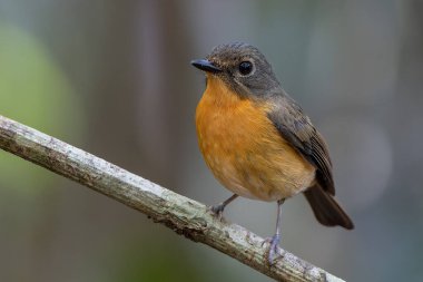 Borneo, Borneo 'daki ormanın derinliklerindeki Borneo kuşunun doğa görüntüsü.