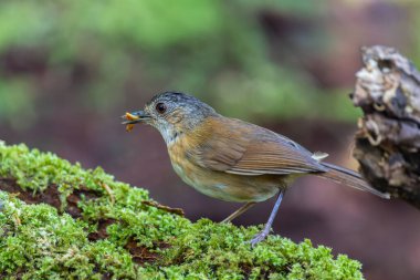 Temminck 'in Babbler kuşunun Sabah, Borneo' daki derin yağmur ormanlarındaki doğa görüntüsü.