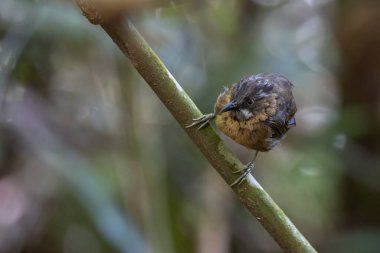 Gri boğazlı Babbler 'ın vahşi yaşam görüntüsü Sabah, Borneo' da derin yağmur ormanlarında çekildi.