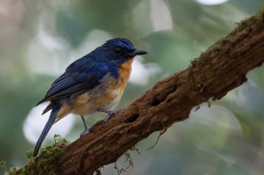 Borneo, Borneo 'daki ormanın derinliklerindeki Borneo kuşunun doğa görüntüsü.