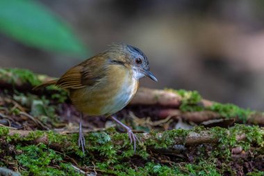 Temminck 'in Babbler kuşunun Sabah, Borneo' daki derin yağmur ormanlarındaki doğa görüntüsü.