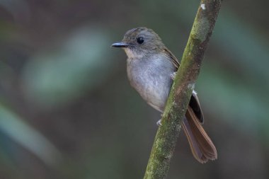 Kaba kuyruklu sinekkapanın ağaç dalına tünediği doğa görüntüsü.