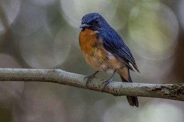 Borneo, Borneo 'daki ormanın derinliklerindeki Borneo kuşunun doğa görüntüsü.