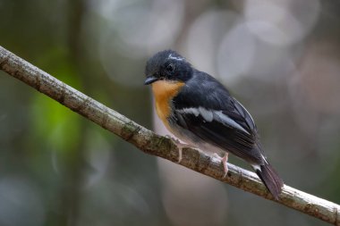 Borneo, Borneo 'daki ormanın derinliklerindeki Borneo kuşunun doğa görüntüsü.